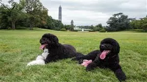 Perros de Obama sometidos a pruebas en Hawai