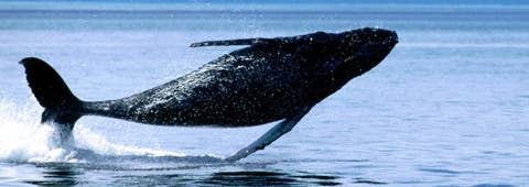 Dejan abierta temporada de observación de ballenas 2016