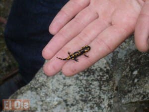 ¿De qué forma un salamandra o un gusano pueden salvar vidas?