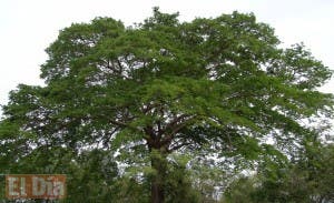 La caoba,  potencial en miras  explotación