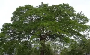 La caoba,  potencial en miras  explotación