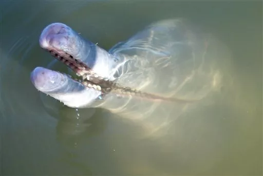Delfin
