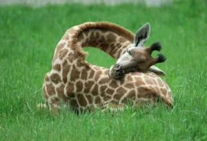 Matan bebé jirafa en zoológico de Dinamarca y se lo dan de comer a los leones