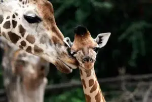 Matan bebé jirafa en zoológico de Dinamarca y se lo dan de comer a los leones