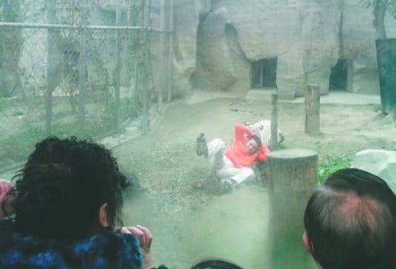 Hombre deprimido se lanza a los tigres en zoológico chino