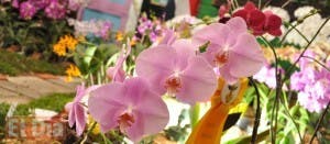 El Botánico exhibirá  orquídeas sobre el palmar