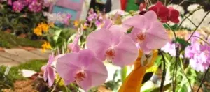 El Botánico exhibirá  orquídeas sobre el palmar