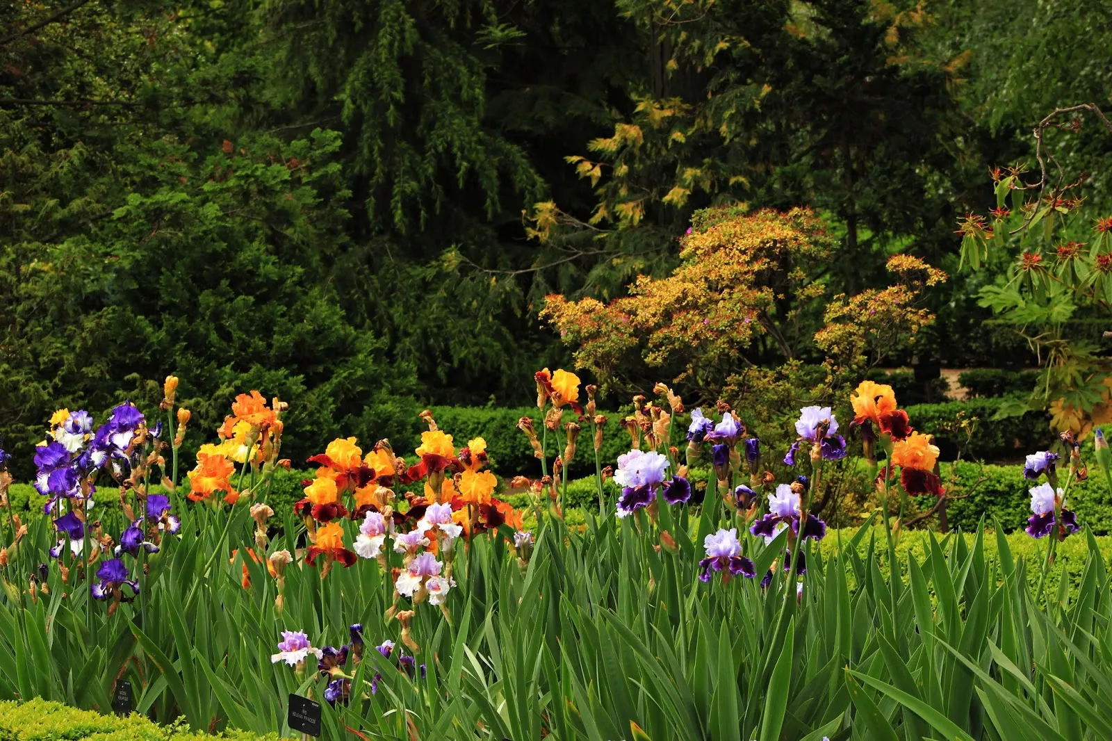 Flores Jardín Botánico.