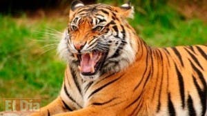 Un tigre que escapó del zoológico mata a un hombre en Georgia