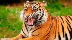 Un tigre que escapó del zoológico mata a un hombre en Georgia