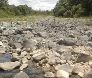 Sequía afecta ganado en  Línea Noroeste y el Norte