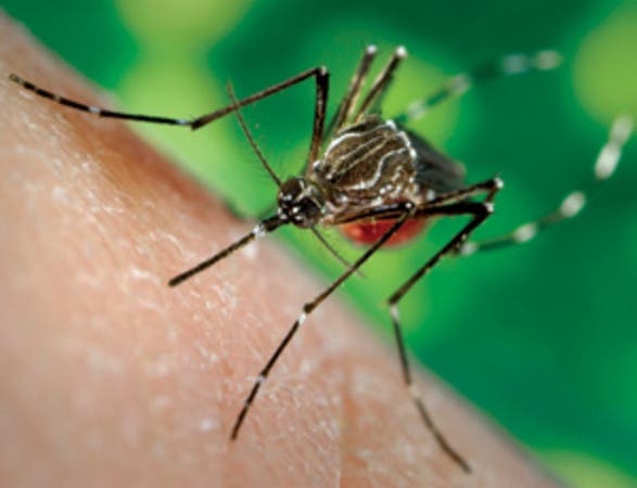 Se reportan 44 casos de chikungunya en New York y 25  Nueva Jersey