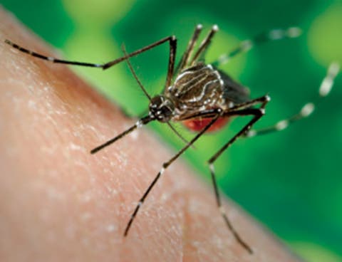 Declaran alerta en Perú por el virus chikungunya ante el aumento del dengue
