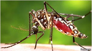 El dengue pasó a ser endémico en más de 100 países
