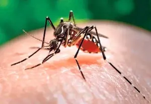 Confirman 81casos de fiebre chikunguya en Florida