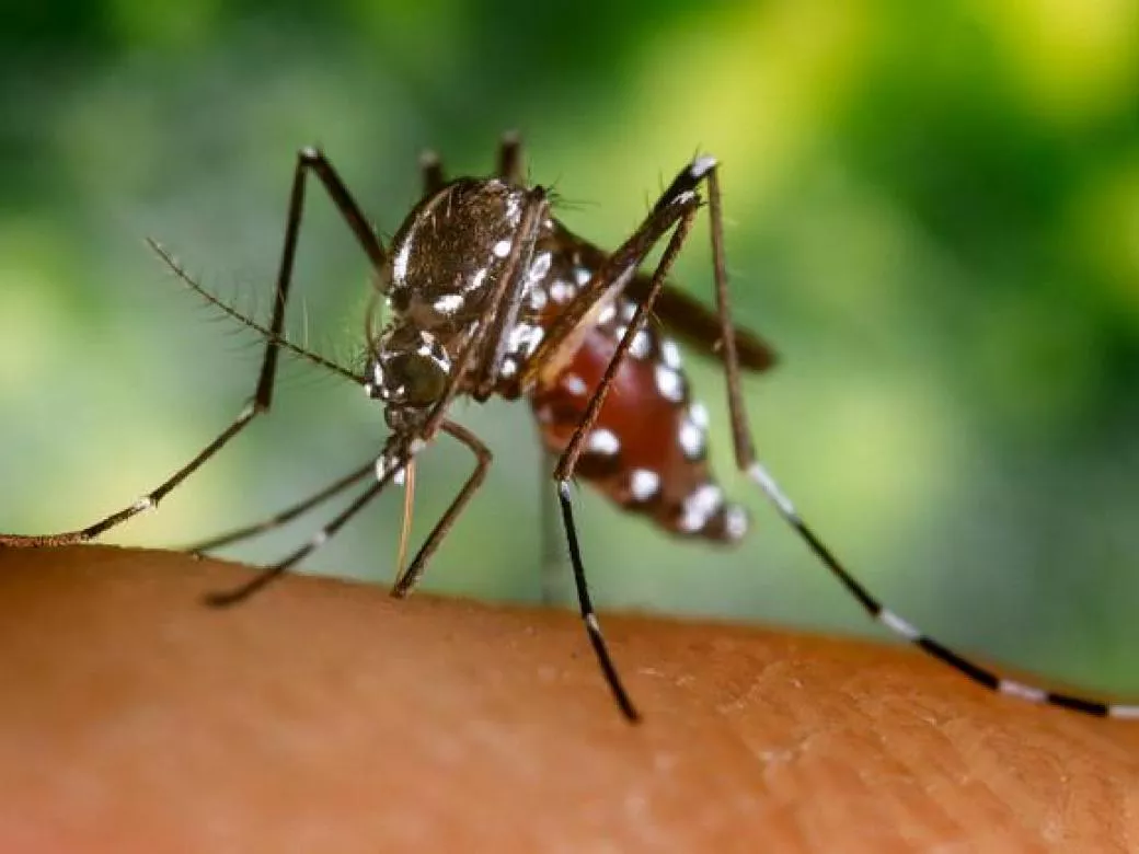 Danilo Medina moviliza ministerios para combatir Chikungunya