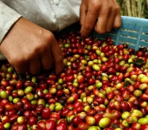 ECONOMIA.- Café maduro