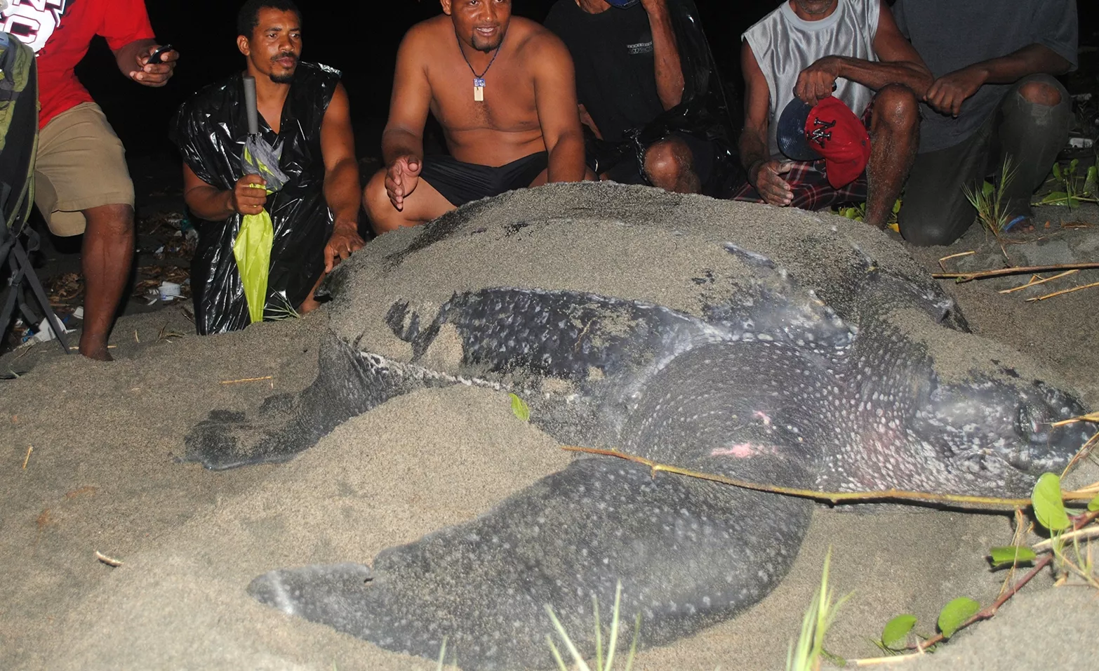 Playas señaladas con tortugas en anidación