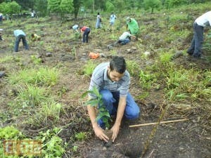 Jóvenes siembran más de 200 mil plantas de café y árboles maderables en Polo, Barahona