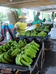 Pequeños productores banano orgánico del Sur obtienen certificación de buenas prácticas GlobalGAP