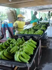 Pequeños productores banano orgánico del Sur obtienen certificación de buenas prácticas GlobalGAP