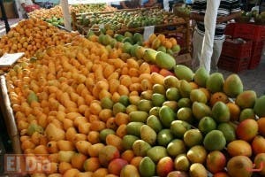 Buscan convertir el cultivo de mango en un negocio altamente rentable en R.D.