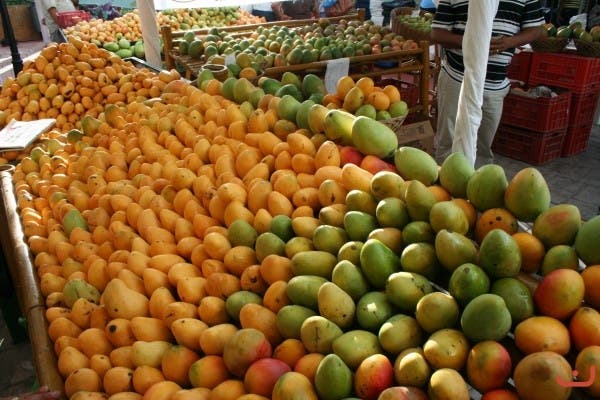 Buscan convertir el cultivo de mango en un negocio altamente rentable en R.D.