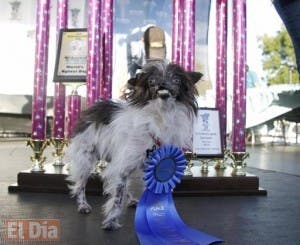 Perro de dos años es el «perro más feo del mundo»