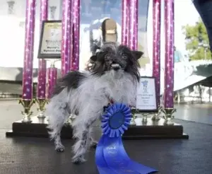 Perro de dos años es el «perro más feo del mundo»