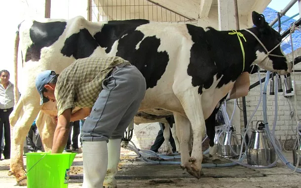 CONALECHE llama a consumir leche de producción nacional