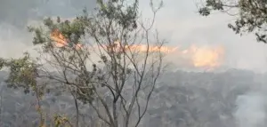 Lluvia trae esperanza en lucha contra fuego forestal