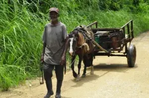 Encargada  protección animal pide apoyo