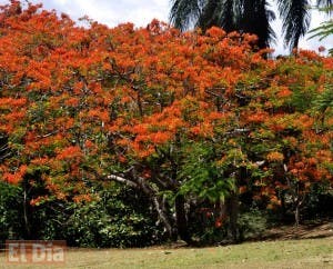 El flamboyán: más que un espectáculo en temporada de verano