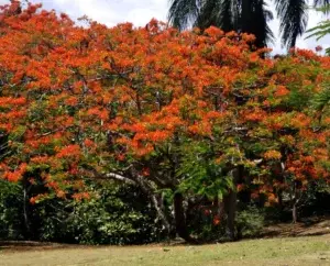 El flamboyán: más que un espectáculo en temporada de verano