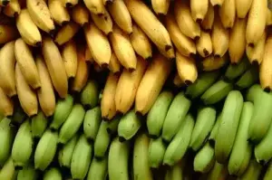 Latinoamérica cierra filas contra enfermedad que daña cultivos de banano