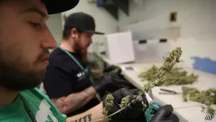 Washington legaliza la venta de cannabis para uso recreativo