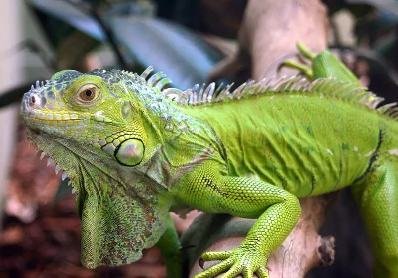 Gobierno de Nicaragua recomienda criar iguanas para enfrentar sequía 