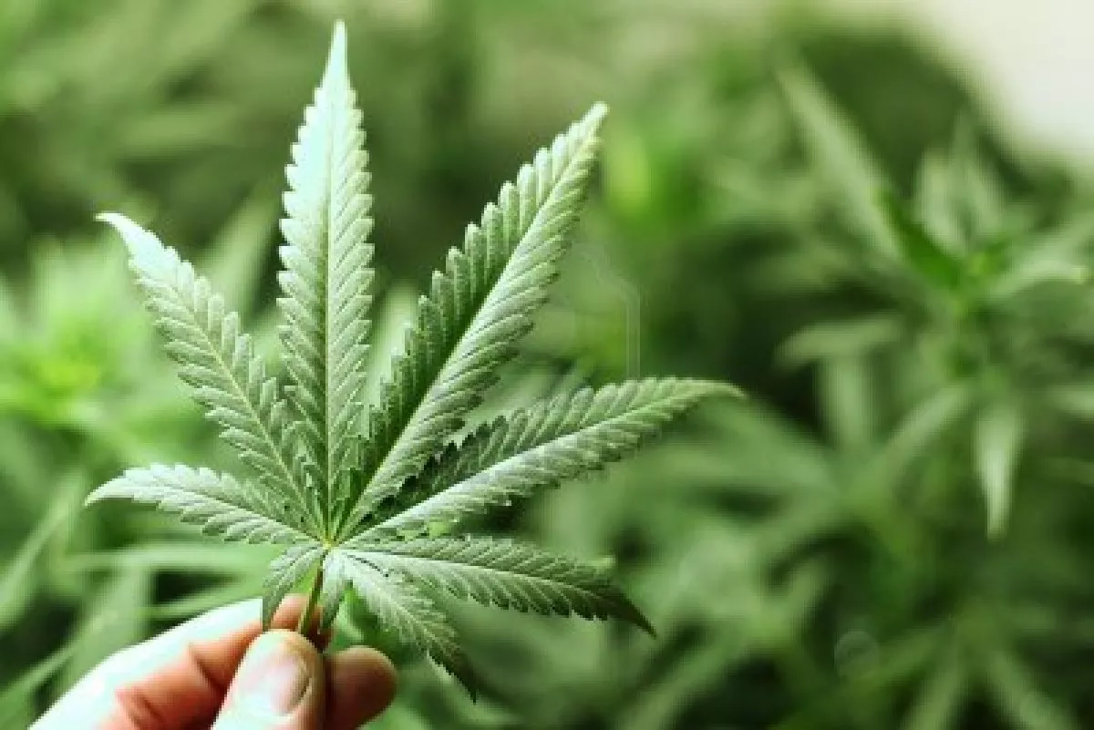 Colombia legalizará marihuana con fines medicinales