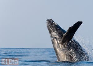 RD deplora se apruebe de nuevo la cacería de ballenas jorobadas