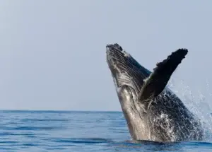 RD deplora se apruebe de nuevo la cacería de ballenas jorobadas