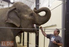 Elefante aplasta a su cuidador en Estados Unidos