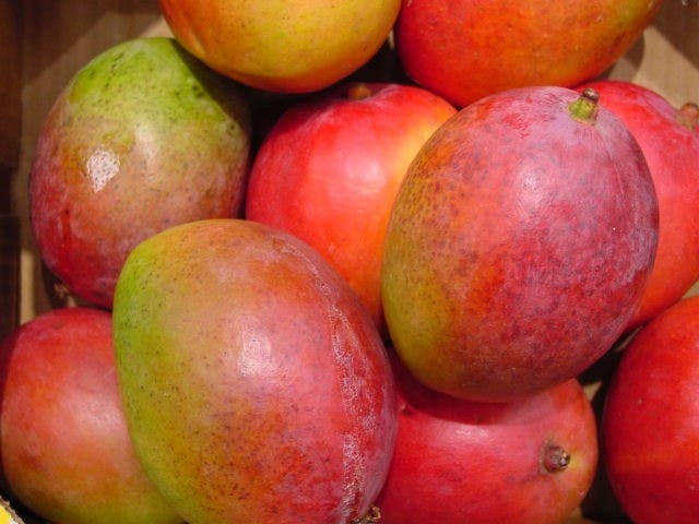 Gobierno fortalece exportaciones de mangos en Baní