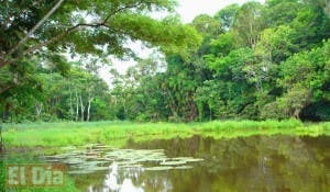 Cambio climático está reduciendo capacidad de los bosques de absorber metano