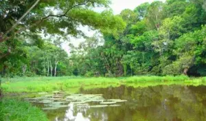 Cambio climático está reduciendo capacidad de los bosques de absorber metano