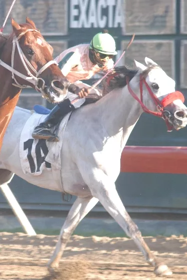 carrera hipica