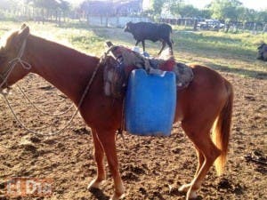 Muere menor de 13 años tras caer de un caballo