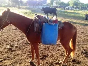 Muere menor de 13 años tras caer de un caballo