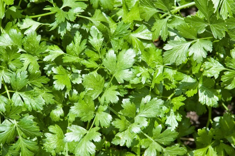 cilantro-leaves