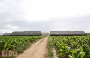 Exportación de tabaco ascendió 717 millones de dólares