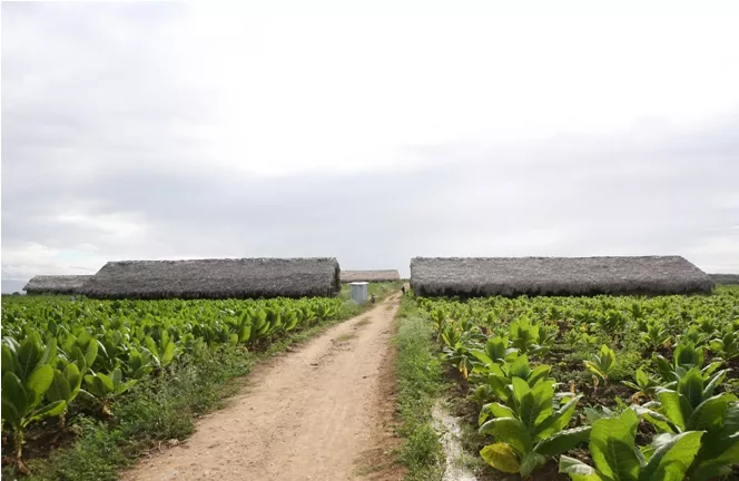 Exportación de tabaco ascendió 717 millones de dólares